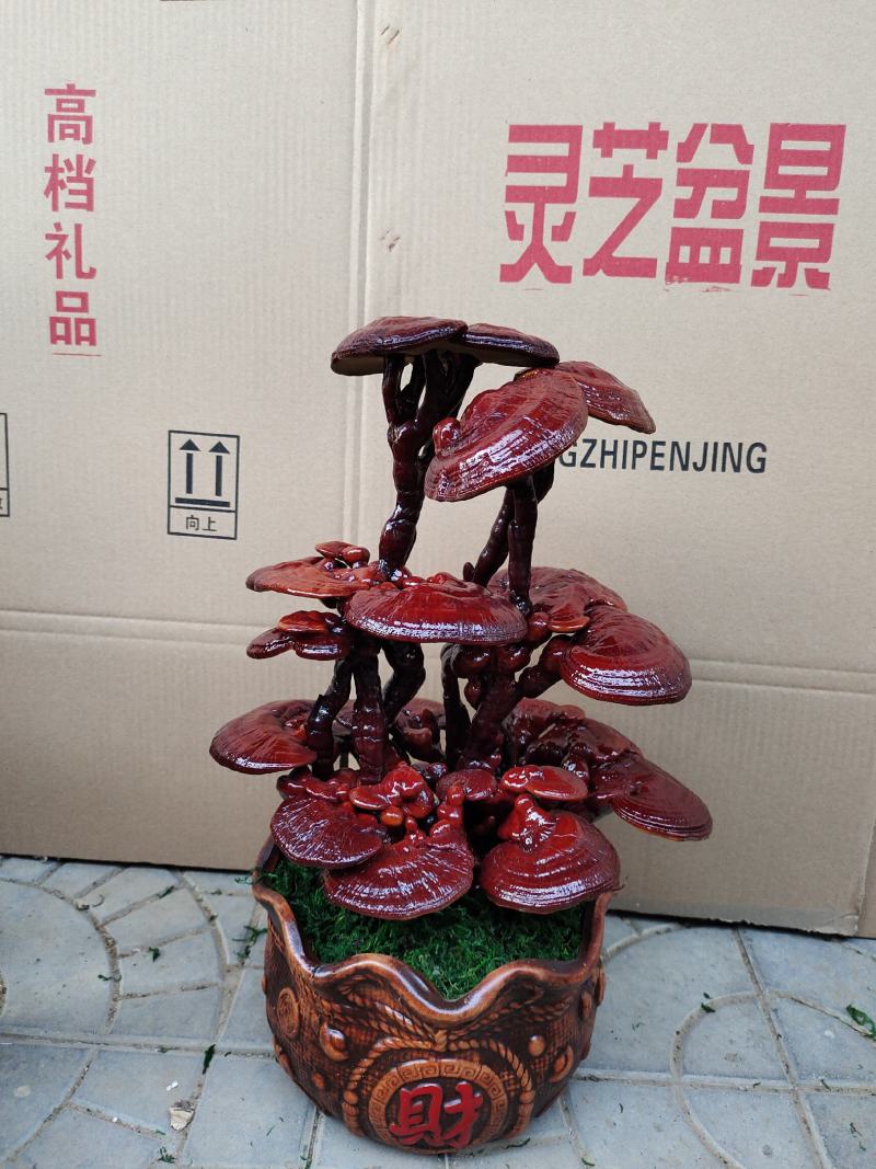 灵芝盆景盆栽活体种植客厅室内办公室四季常青基地供应