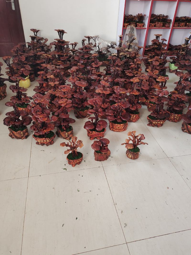 灵芝盆景盆栽活体种植客厅室内办公室四季常青基地供应