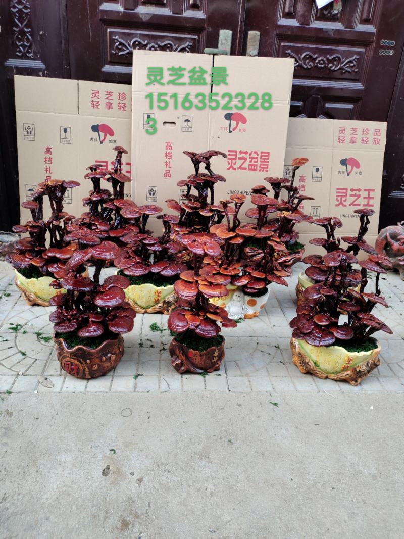 灵芝盆景盆栽活体种植客厅室内办公室四季常青基地供应