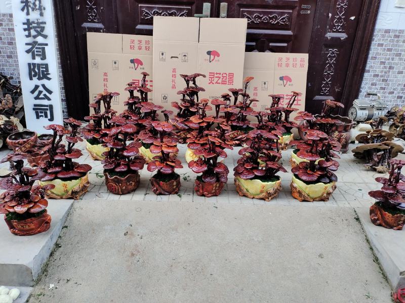 灵芝盆景盆栽活体种植客厅室内办公室四季常青基地供应