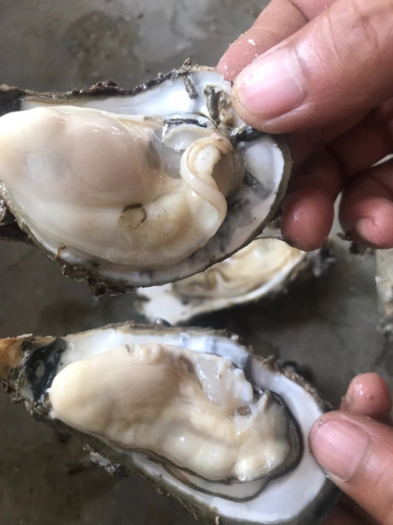 钦州保税港、三墩大蚝。