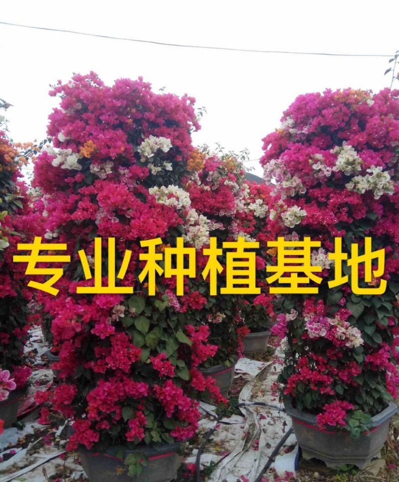 三角梅花柱价格2米高多色三角梅柱紫色柱型红花三角梅柱