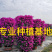 三角梅花柱价格2米高多色三角梅柱紫色柱型红花三角梅柱