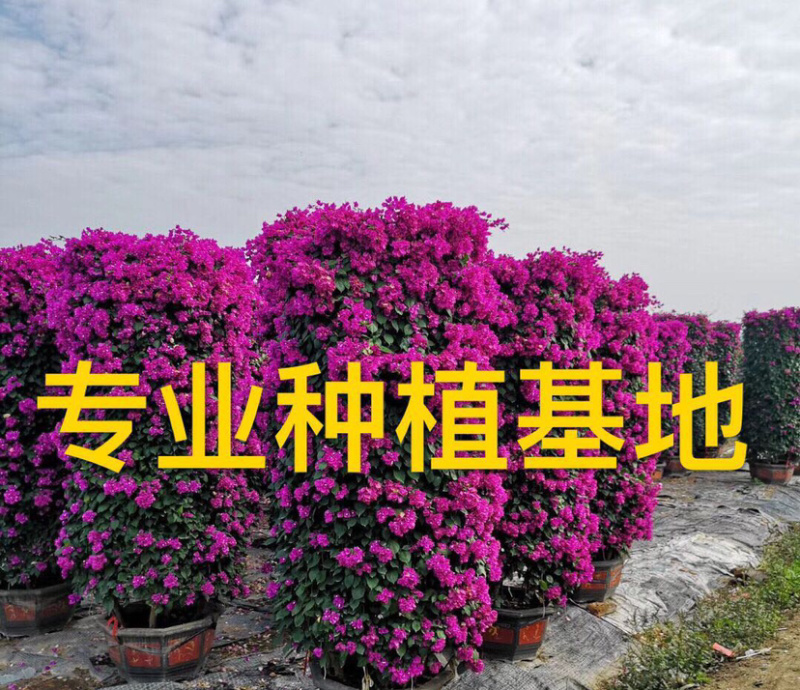 三角梅花柱价格2米高多色三角梅柱紫色柱型红花三角梅柱