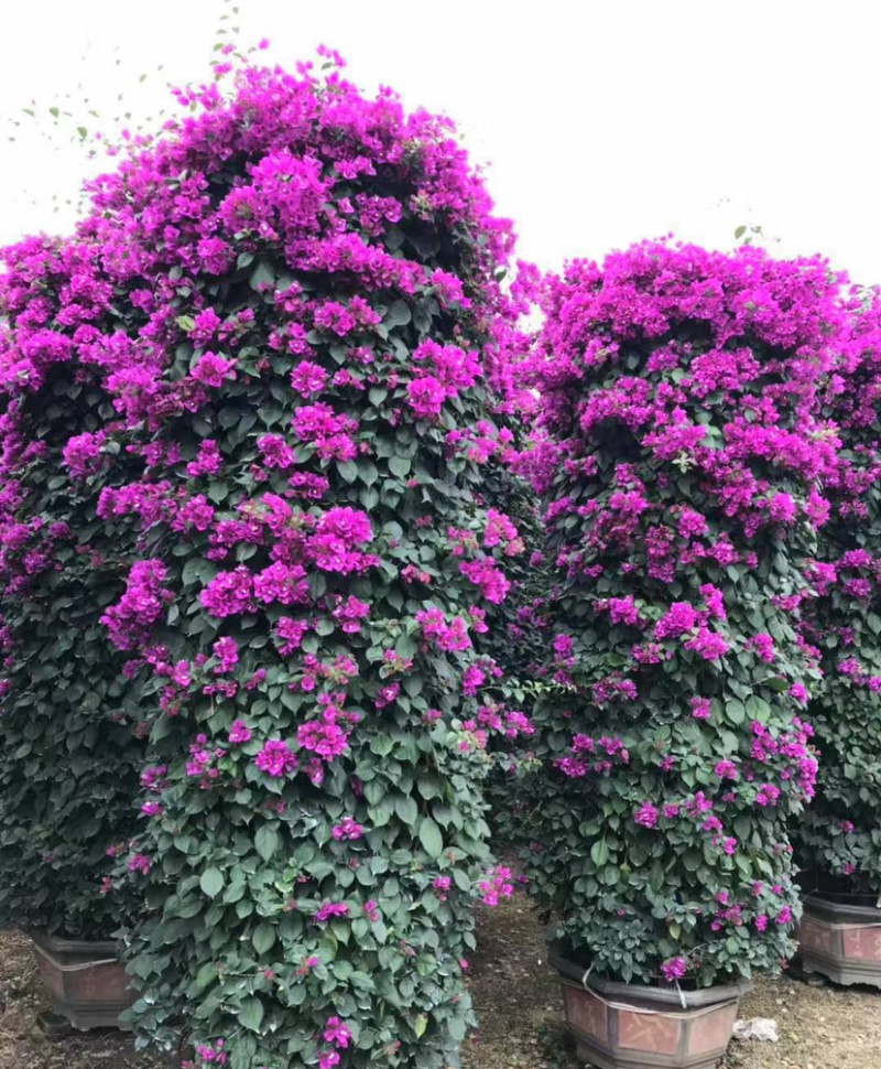 三角梅花柱价格2米高多色三角梅柱紫色柱型红花三角梅柱