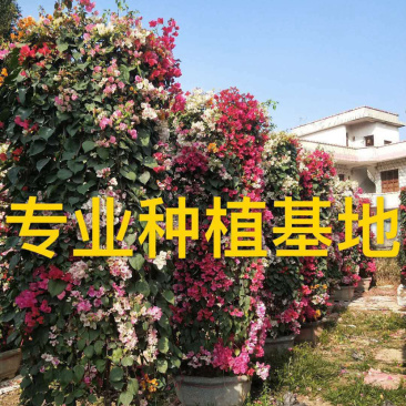 三角梅花柱价格2米高多色三角梅柱紫色柱型红花三角梅柱
