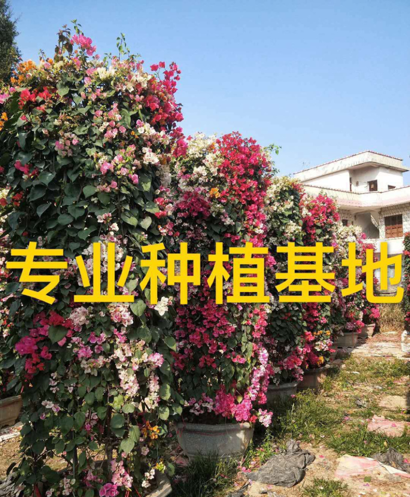 三角梅花柱价格2米高多色三角梅柱紫色柱型红花三角梅柱