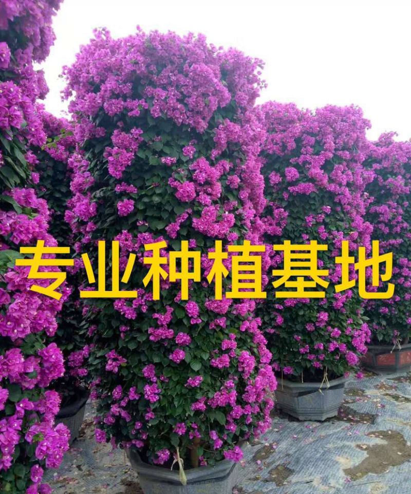 三角梅花柱价格2米高多色三角梅柱紫色柱型红花三角梅柱