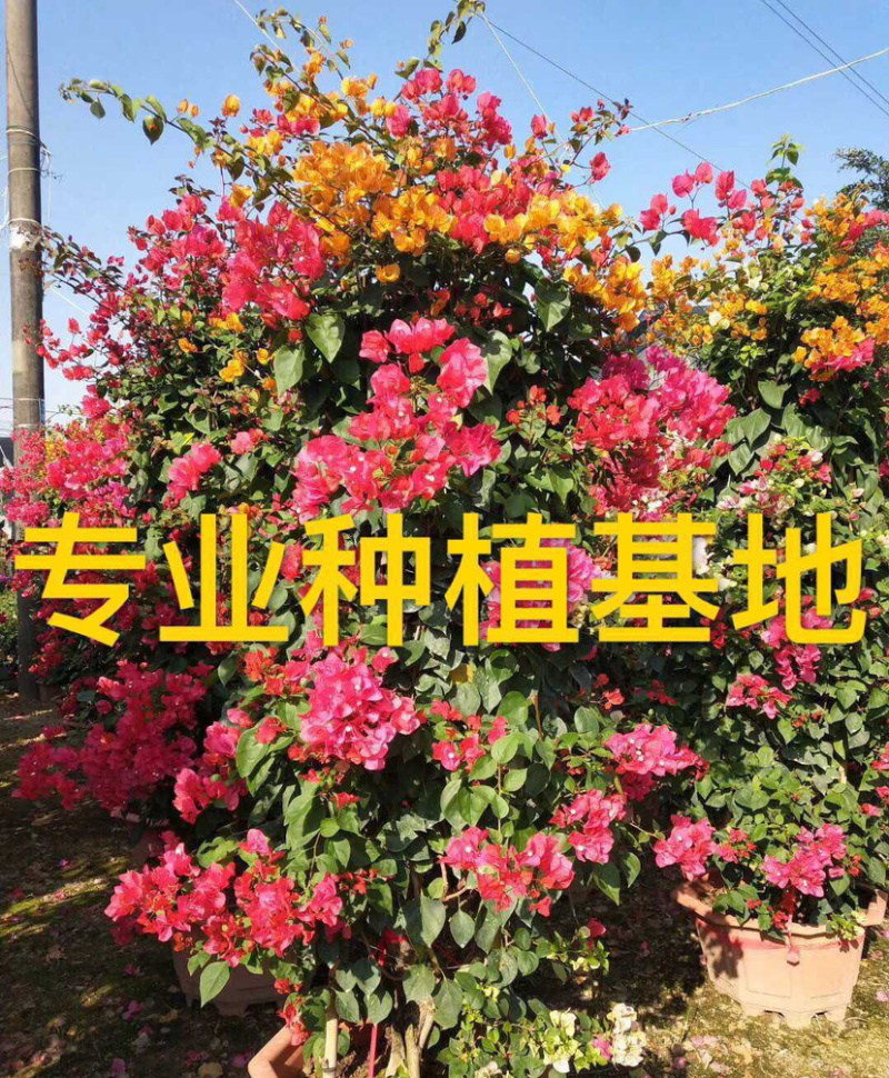 三角梅花柱价格2米高多色三角梅柱紫色柱型红花三角梅柱