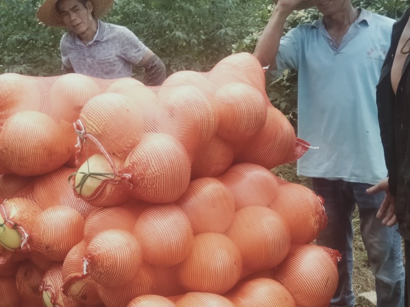 【有优惠】金秀三红蜜柚精品柚子口感香甜多汁欢迎采购
