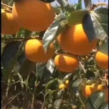 阳丰甜柿陕西阳丰甜柿子阳丰脆柿阳丰甜柿子基地批发