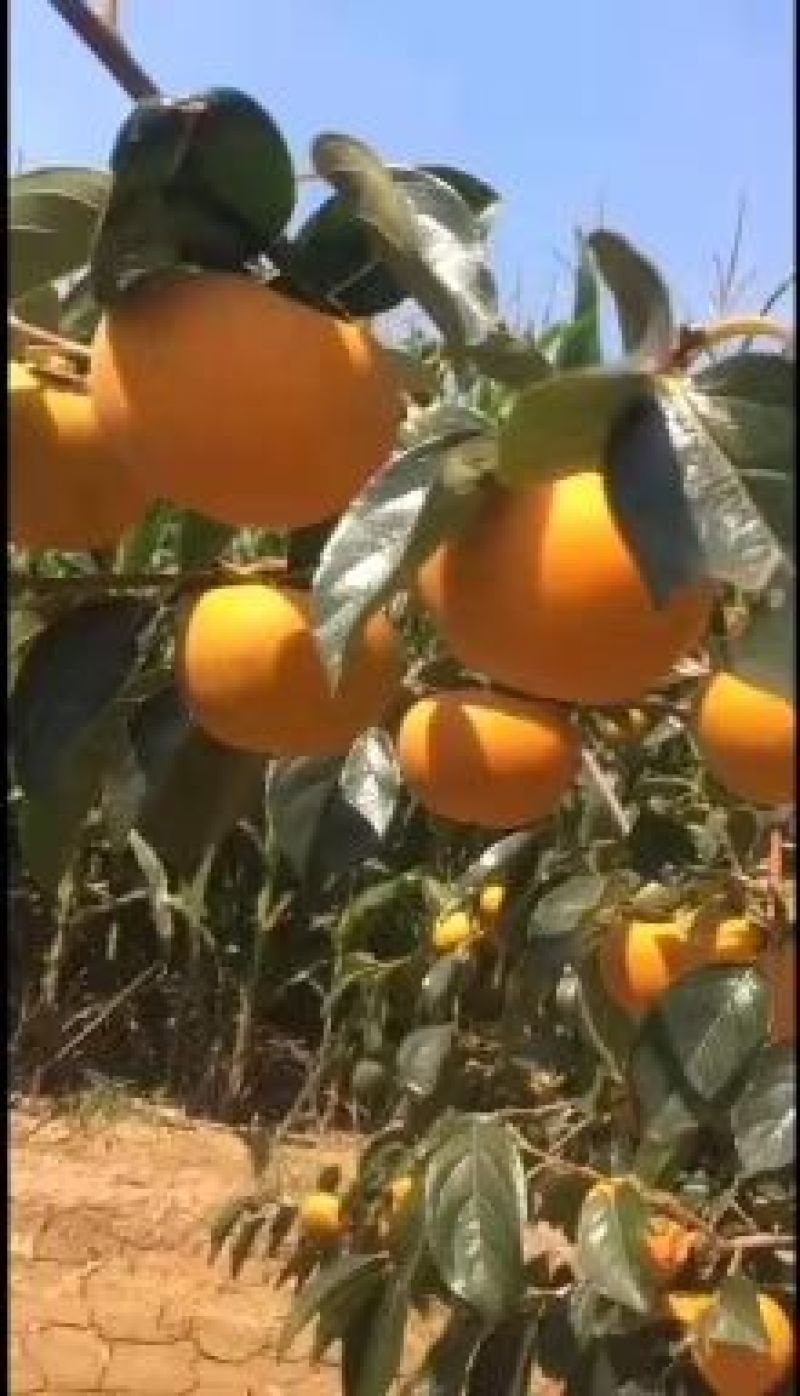 阳丰甜柿陕西阳丰甜柿子阳丰脆柿阳丰甜柿子基地批发