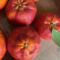 媛红椪柑枝条（需要这款新品种枝条的我）