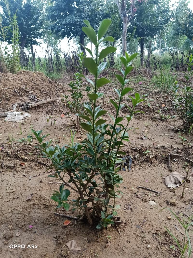 大叶黄杨又名冬青苗，实地看货，品质决定价格，大量现货