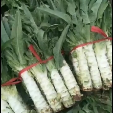 自己种的，尖叶莴笋马上上市。