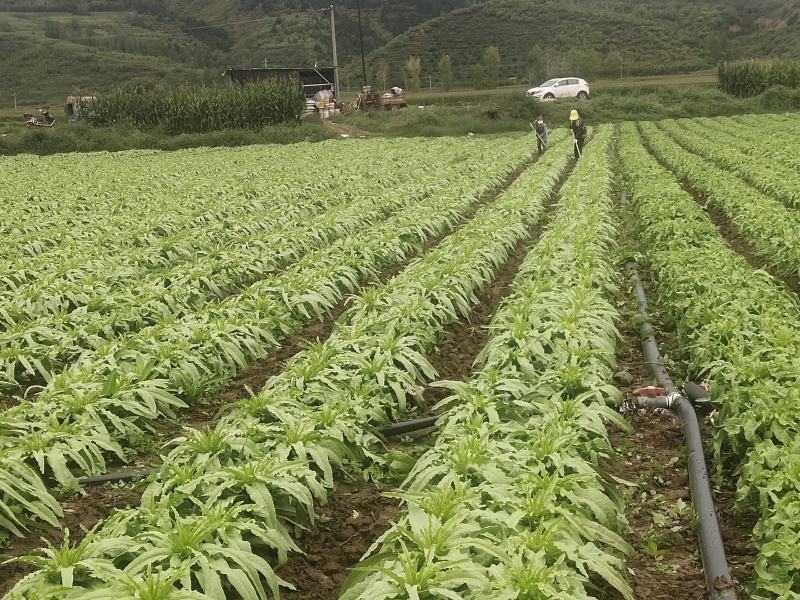 自己种的，尖叶莴笋马上上市。