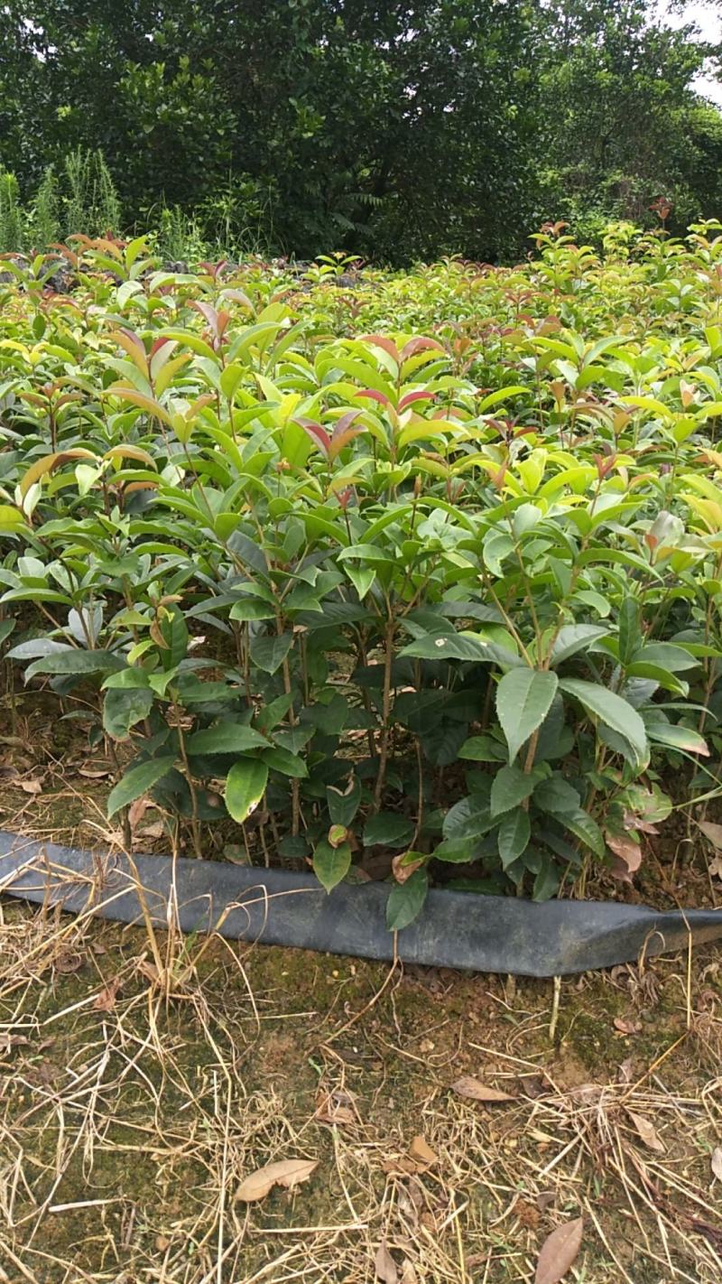 【桂花苗】金桂，八月桂，品种齐全实地供应量大从优欢迎咨询！