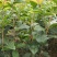 【桂花苗】金桂，八月桂，品种齐全实地供应量大从优欢迎咨询！