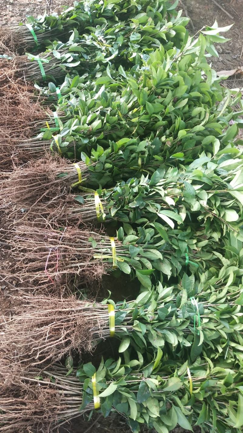 【桂花苗】金桂，八月桂，品种齐全实地供应量大从优欢迎咨询！