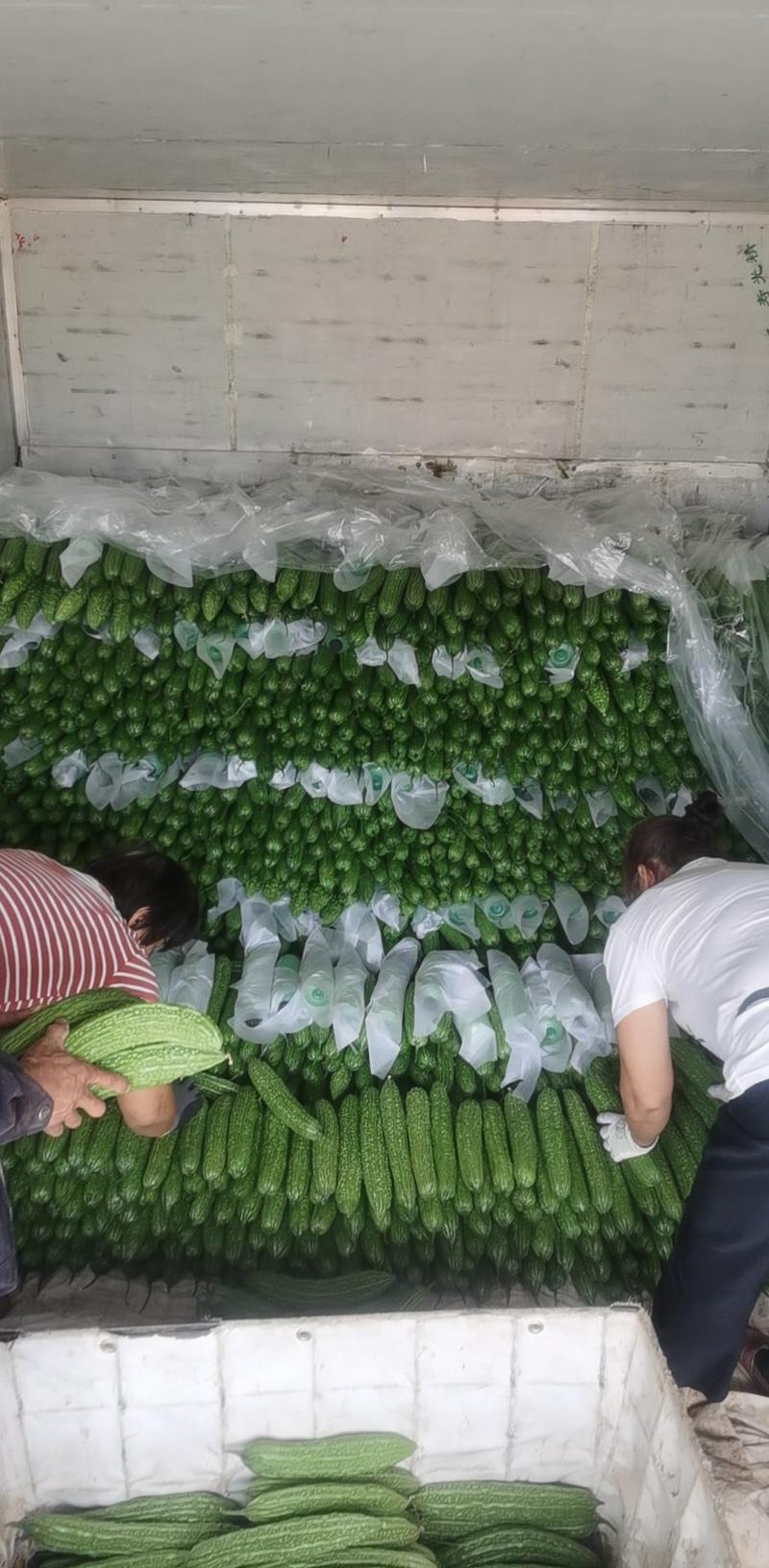 山东潍坊寿光苦瓜农家自种蔬菜质量上乘新鲜有保证欢迎电联