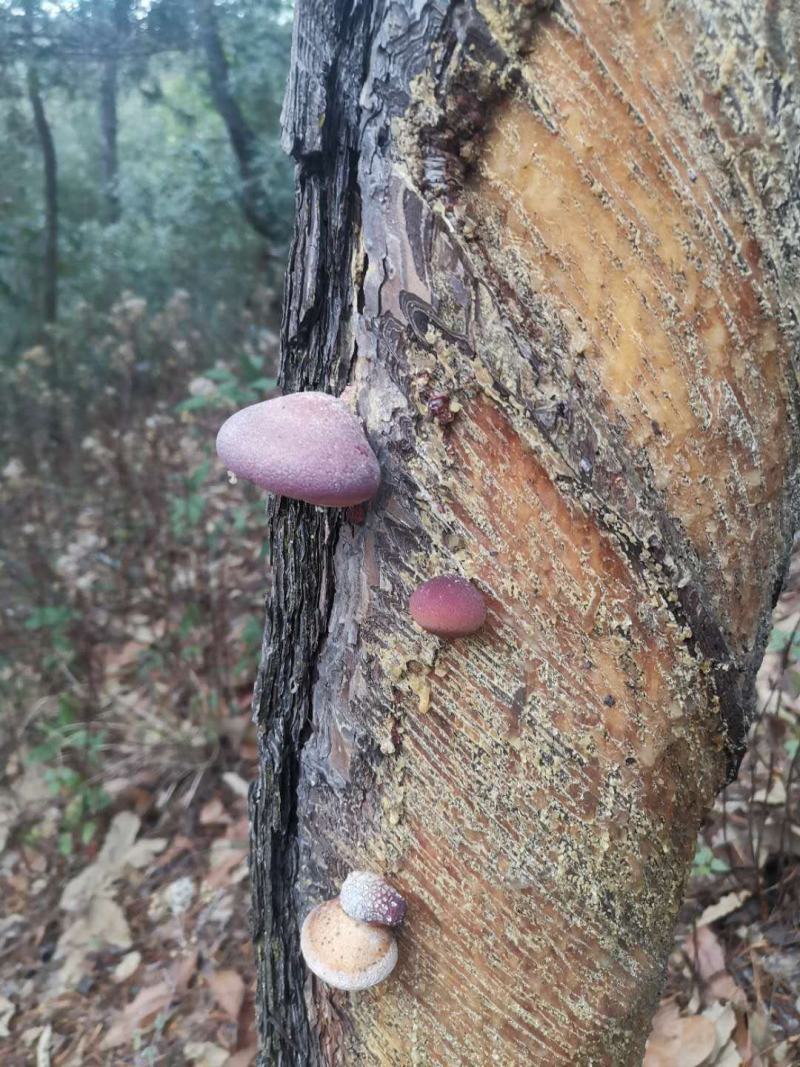 须元果，松橄榄，纯野生