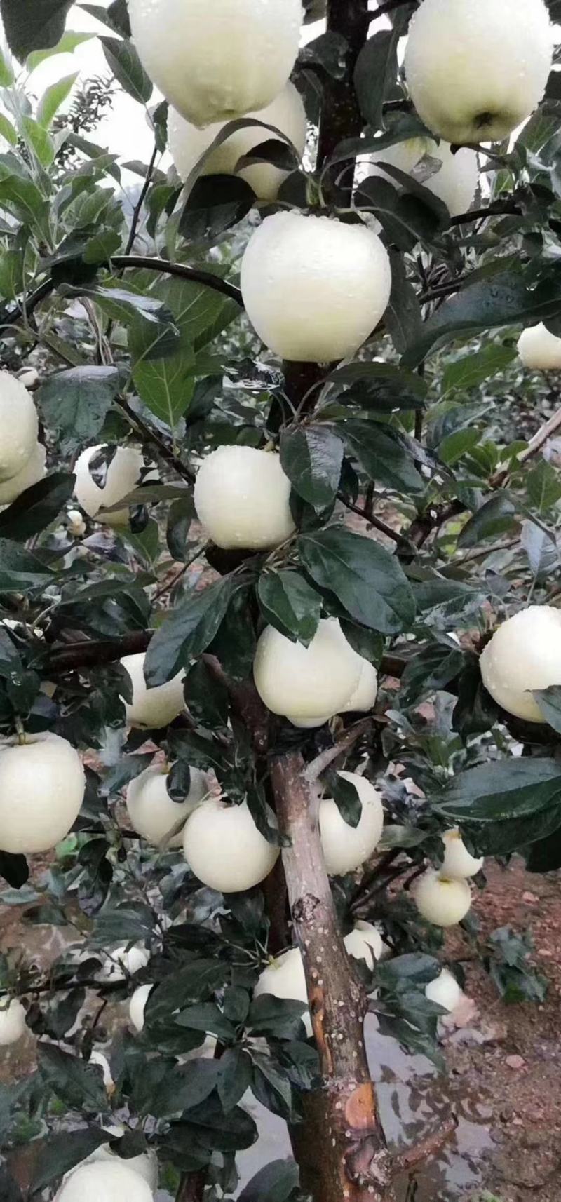 绥中优质苹果黄元帅苹果货源充足规格齐全质量保证