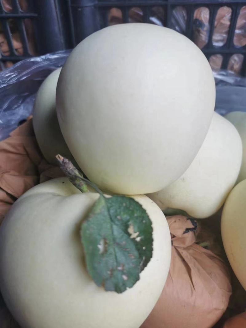 绥中优质苹果黄元帅苹果货源充足规格齐全质量保证