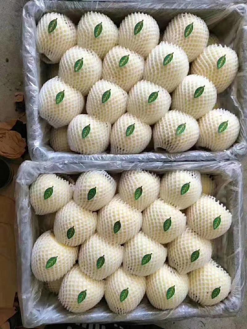 绥中优质苹果黄元帅苹果货源充足规格齐全质量保证