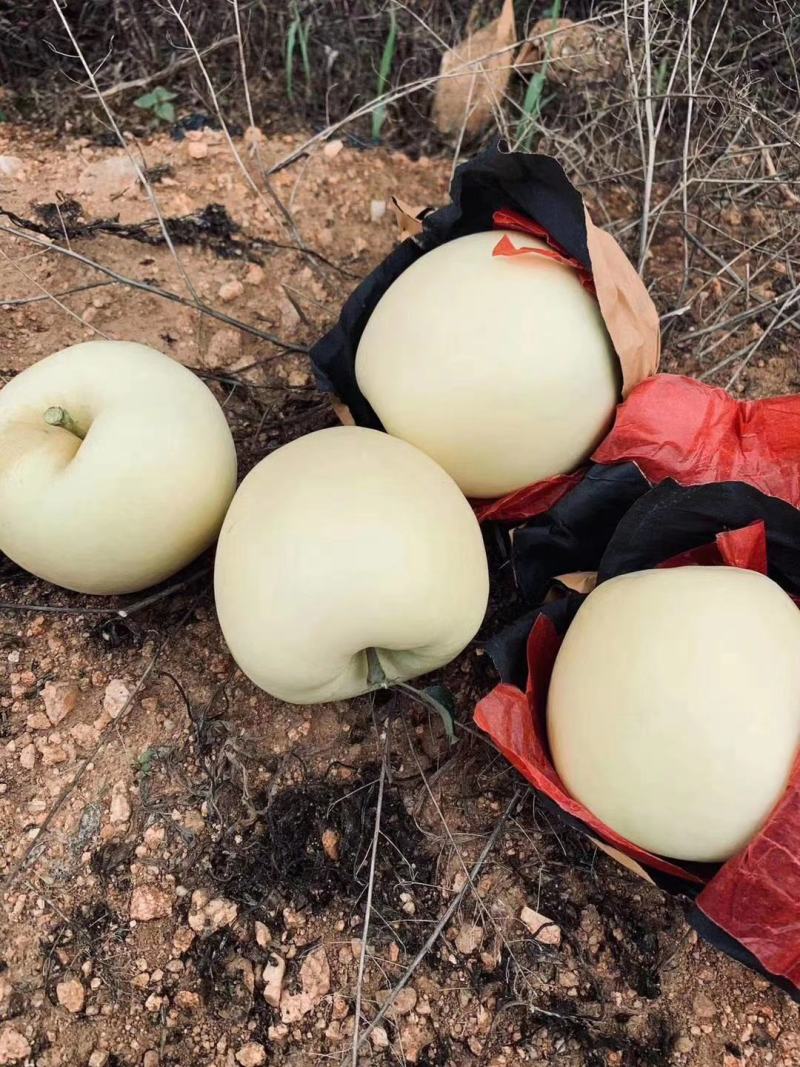 绥中优质苹果黄元帅苹果货源充足规格齐全质量保证