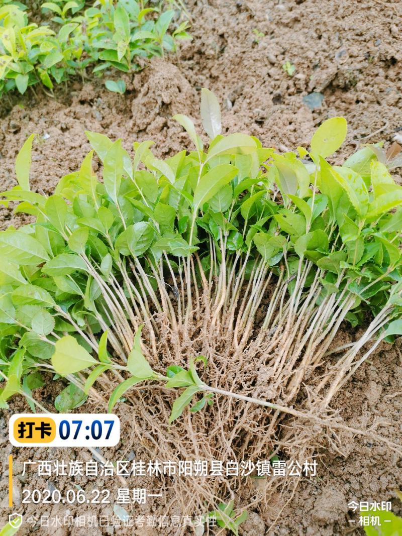 丹桂花苗，八月桂，小芽苗.大苗，大树，产地直供，