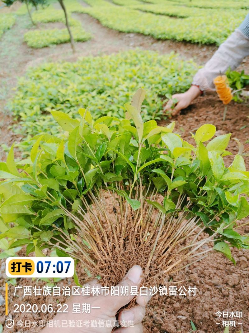 丹桂花苗，八月桂，小芽苗.大苗，大树，产地直供，