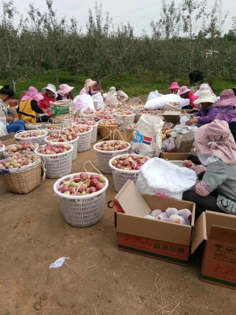 盐源丑苹果，大量有货，批发零售，一件代发。