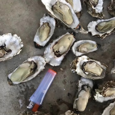 牡蛎渤海湾一手货源。