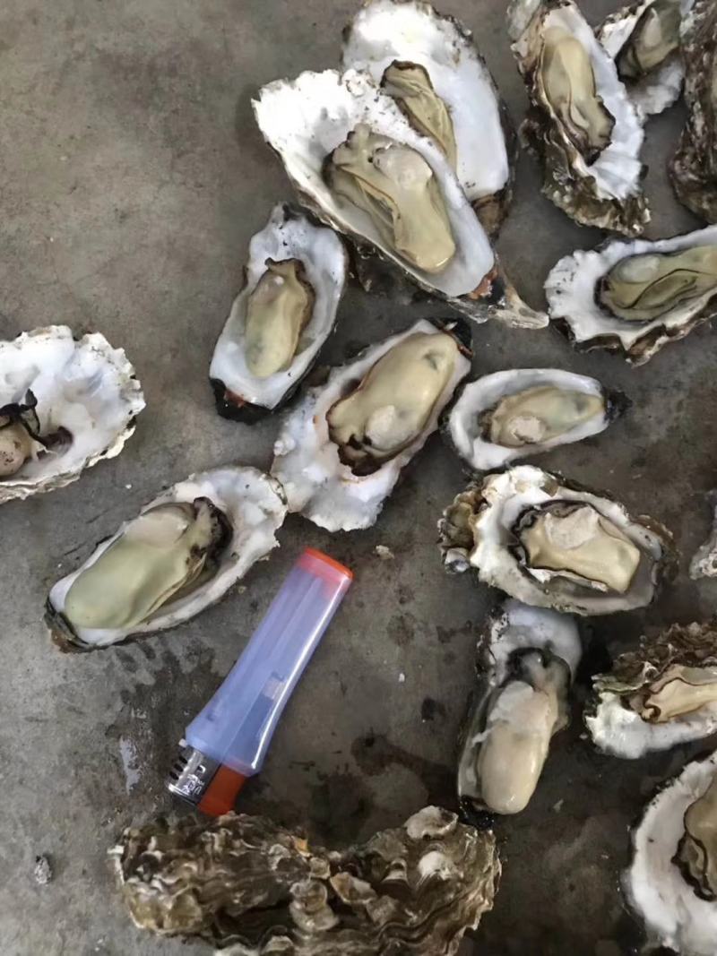 牡蛎渤海湾一手货源。