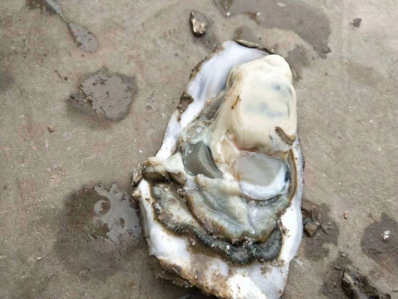 牡蛎渤海湾一手货源。