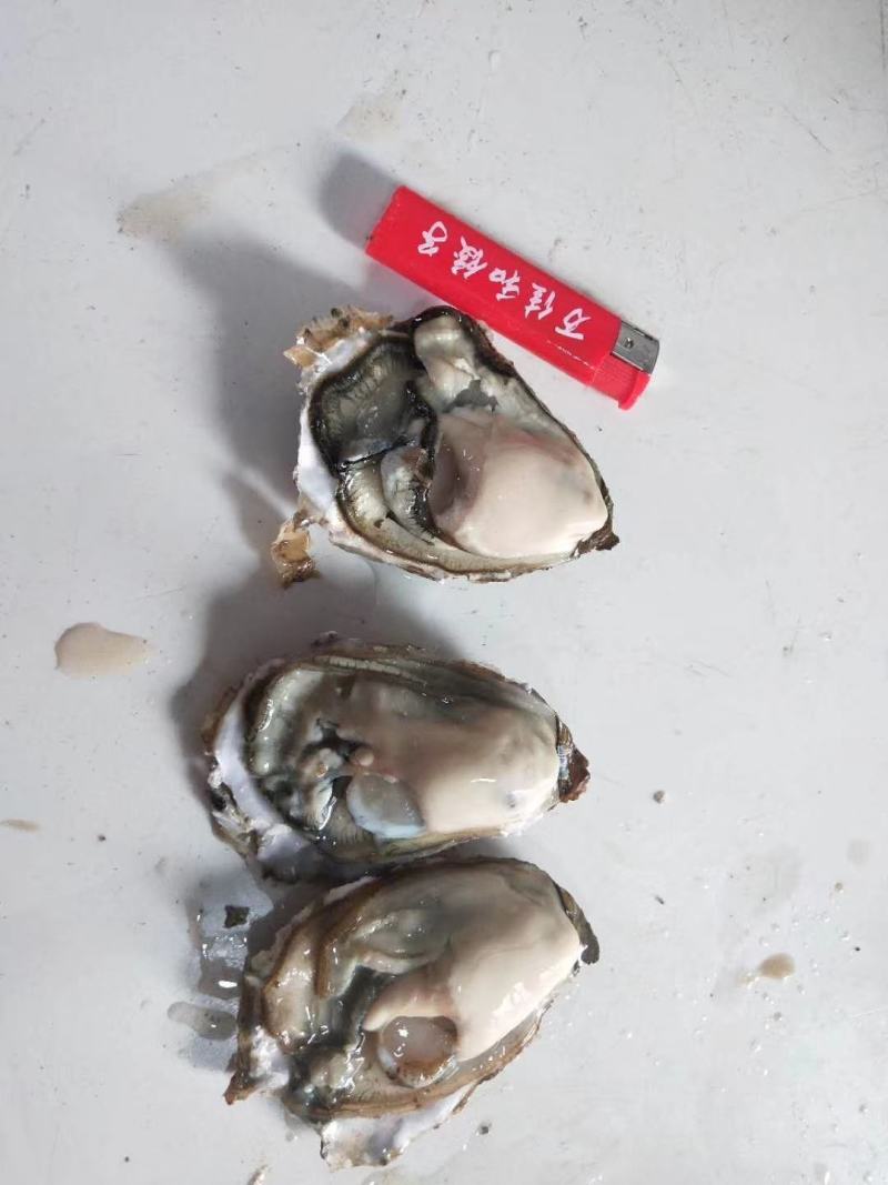 牡蛎渤海湾一手货源。