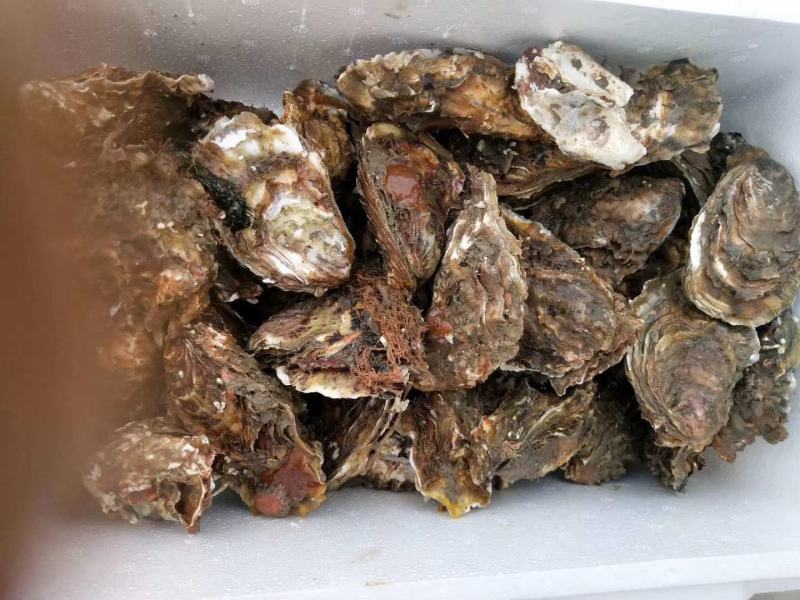 牡蛎渤海湾一手货源。