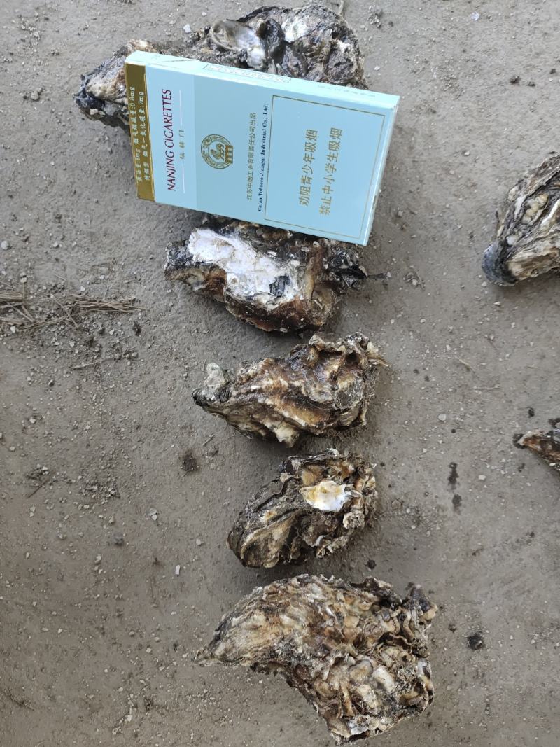 牡蛎渤海湾一手货源。