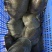 生态精品黄背外塘甲鱼3斤以上公180一只包邮。