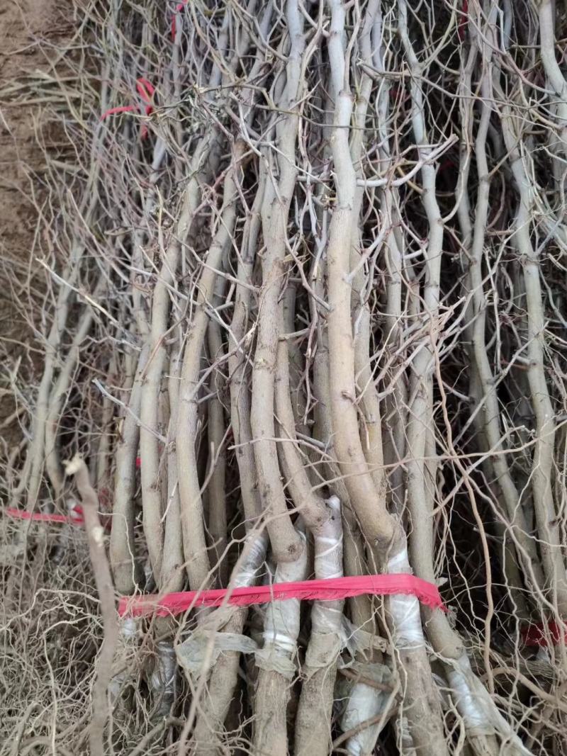 山东沾化冬枣树苗保品种保质量口感脆甜可视频看货选货