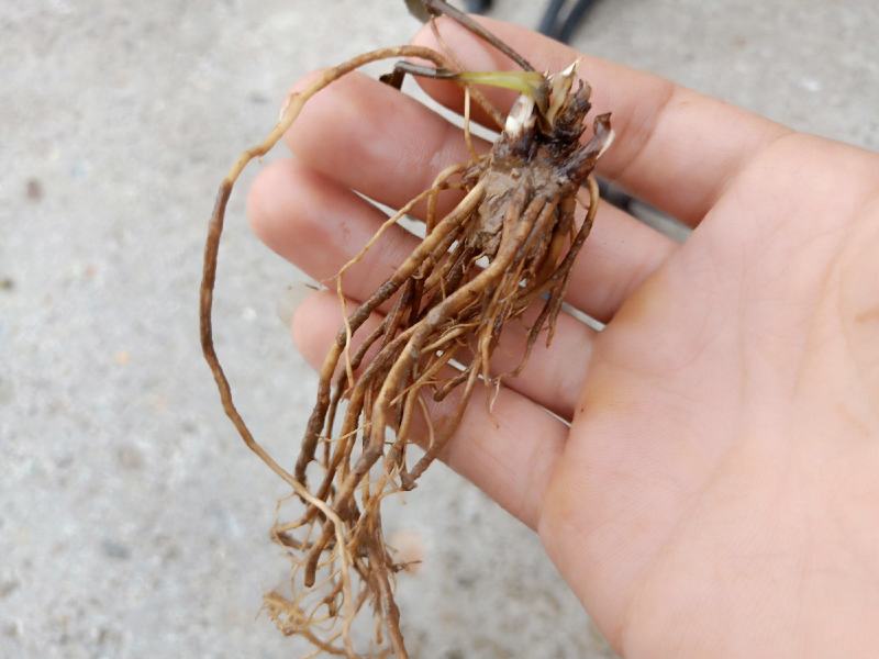 出售朱砂苍术苗子一年或两年半