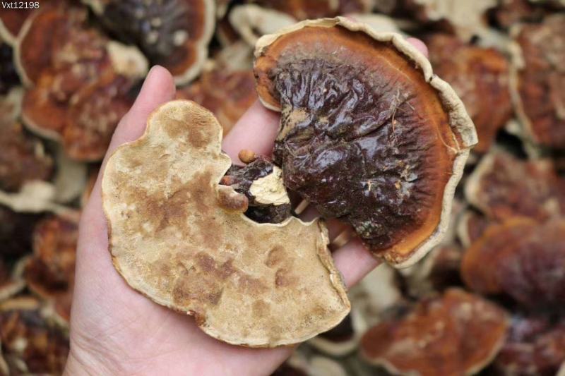 云南野生灵芝赤灵芝灵芝菌香味特别香浓250克纯野生竹赤