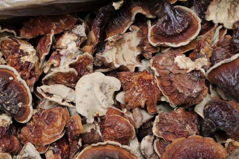 云南野生灵芝赤灵芝灵芝菌香味特别香浓250克纯野生竹赤