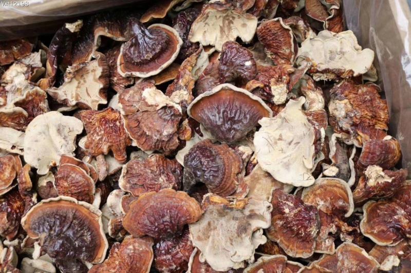云南野生灵芝赤灵芝灵芝菌香味特别香浓250克纯野生竹赤