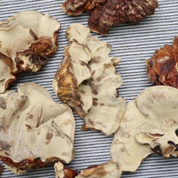 云南野生灵芝赤灵芝灵芝菌香味特别香浓250克纯野生竹赤
