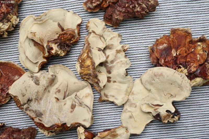 云南野生灵芝赤灵芝灵芝菌香味特别香浓250克纯野生竹赤