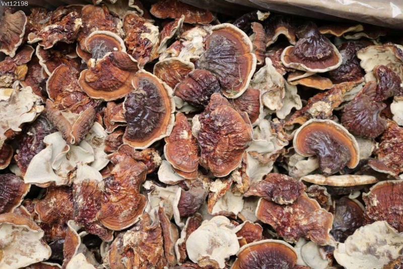 云南野生灵芝赤灵芝灵芝菌香味特别香浓250克纯野生竹赤