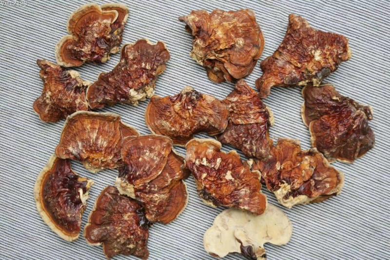 云南野生灵芝赤灵芝灵芝菌香味特别香浓250克纯野生竹赤