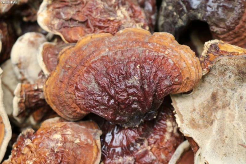 云南野生灵芝赤灵芝灵芝菌香味特别香浓250克纯野生竹赤