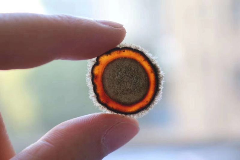 鹿茸腊片半腊片正品白粉片红粉片血片全腊片